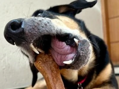 Por que petiscos naturais fazem diferença na saúde do seu cão