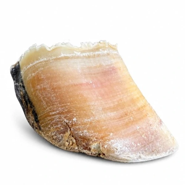 Casco Bovino - Unidade