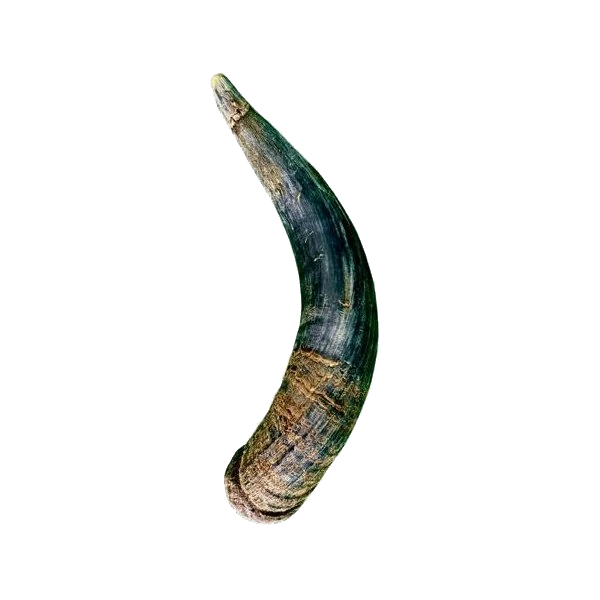 Chifre Bovino - Unidade