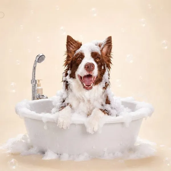 Banho e tosa Collie's Pet